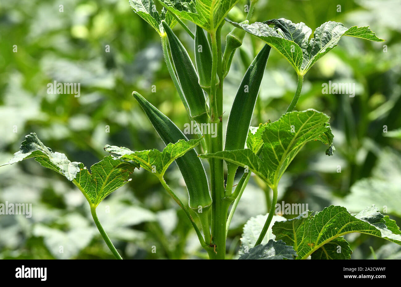 Okras En Las Plantas De Okra Fotos e Imágenes de stock Alamy