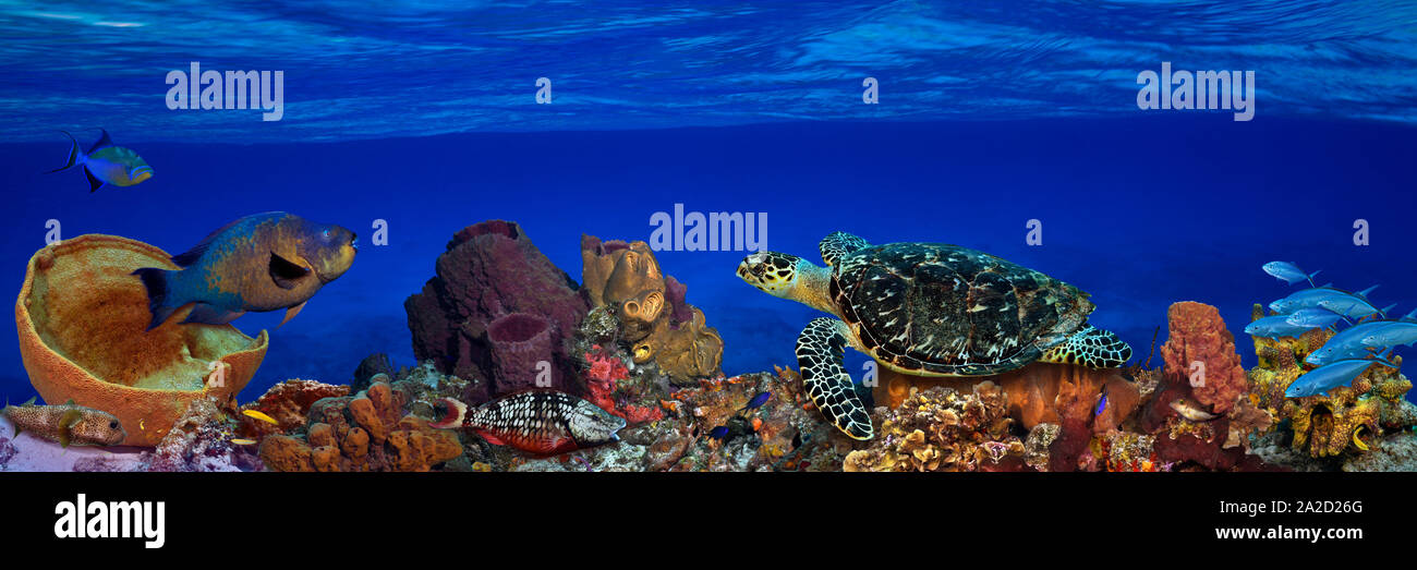 Fotografía submarina de peces y tortugas marinas, arrecifes del Caribe Foto de stock