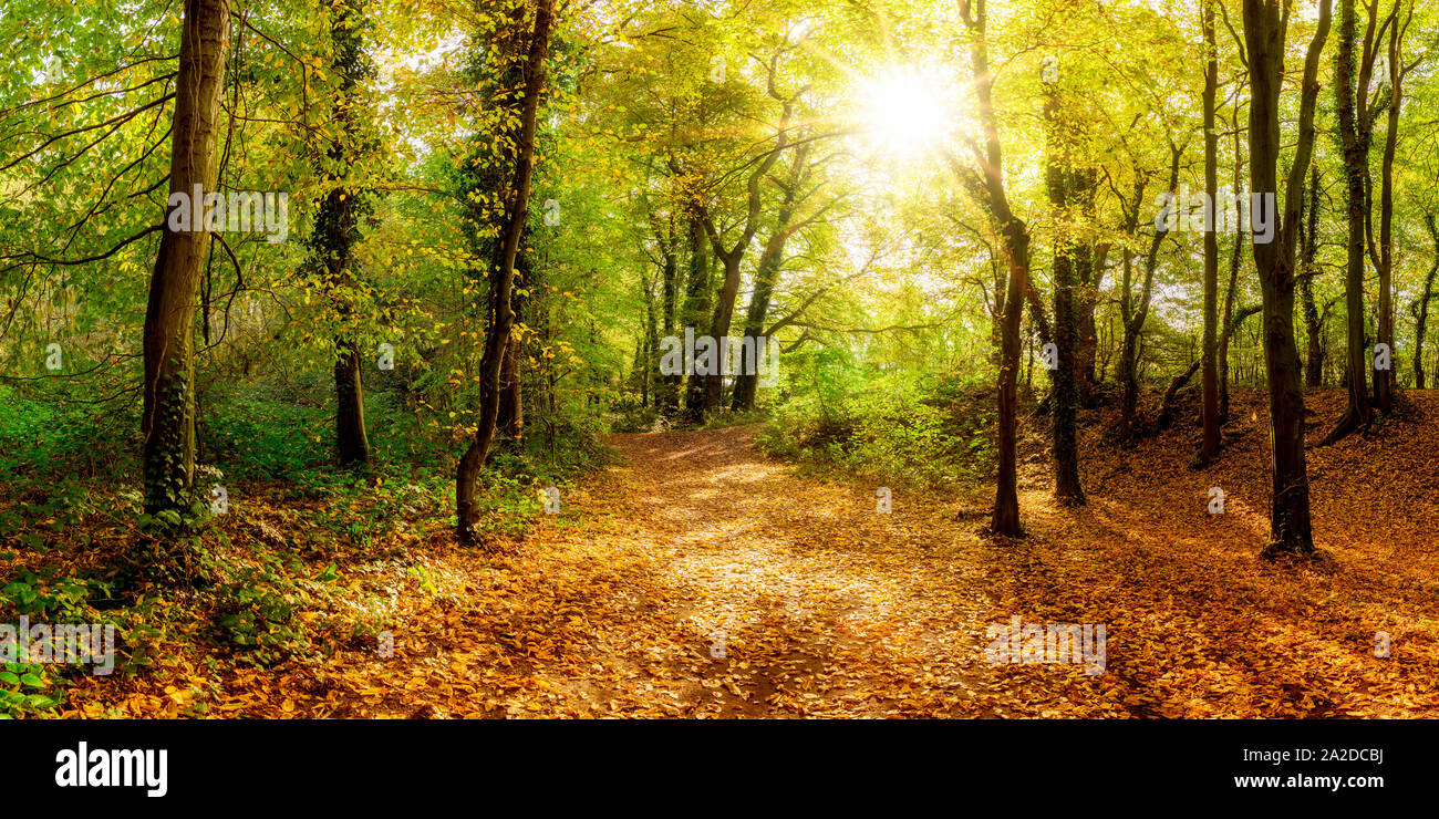 Hermoso bosque de otoño en la brillante luz del sol Foto de stock