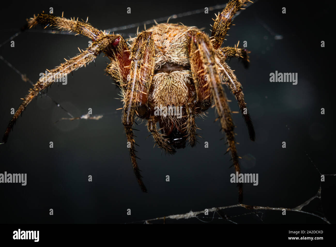 Un ORB-araña tejedora descansa en su web. Foto de stock