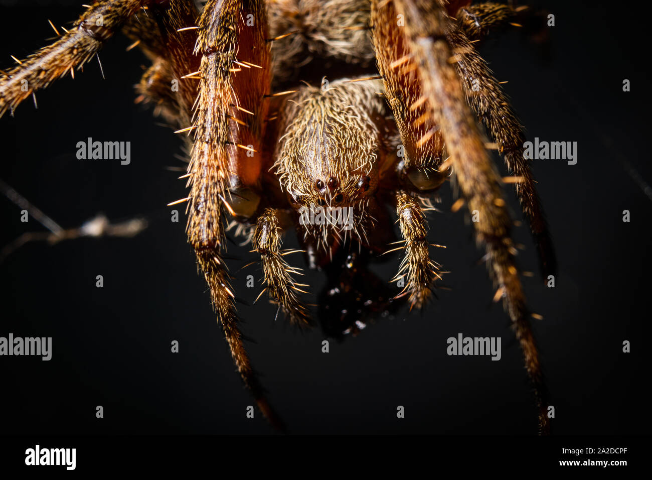 Un ORB-araña tejedora descansa en su web. Foto de stock