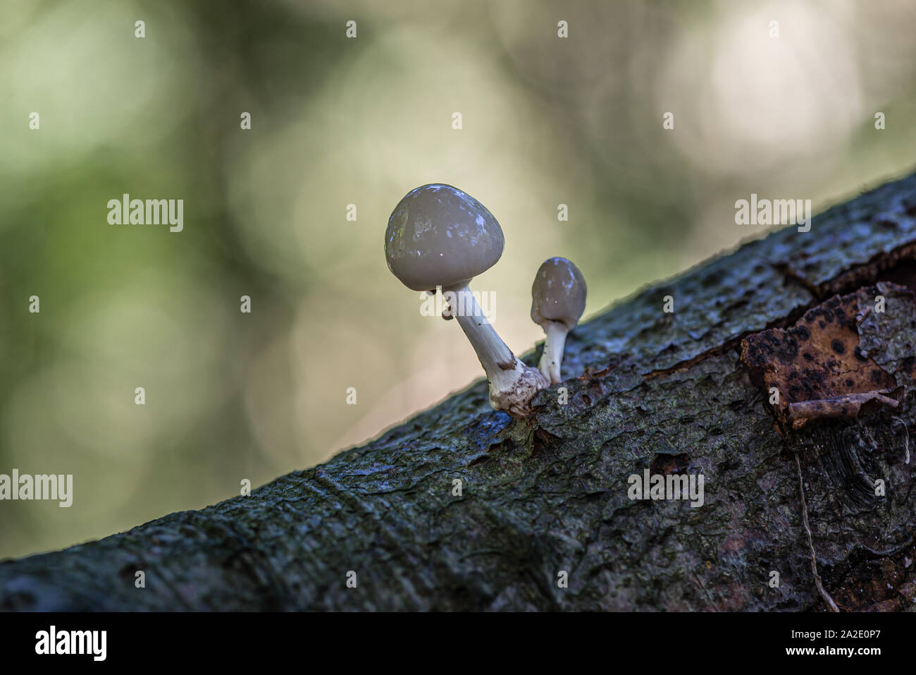 Cerca de porcelana de setas (Oudemansiella mucida) en un registro de roble en un bosque en otoño Foto de stock