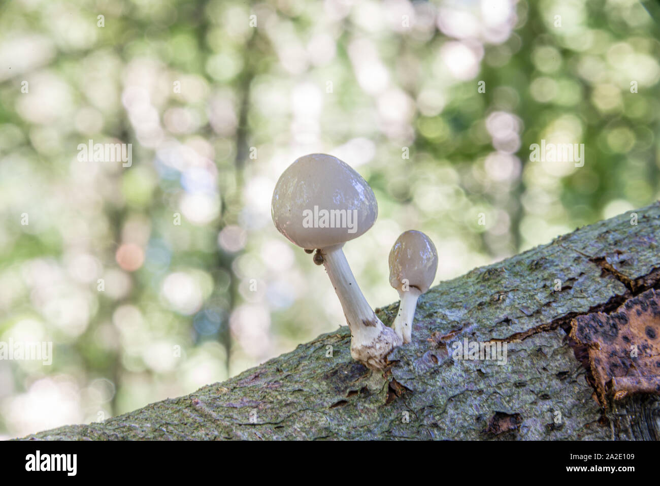 Cerca de porcelana de setas (Oudemansiella mucida) en un registro de roble en un bosque en otoño Foto de stock