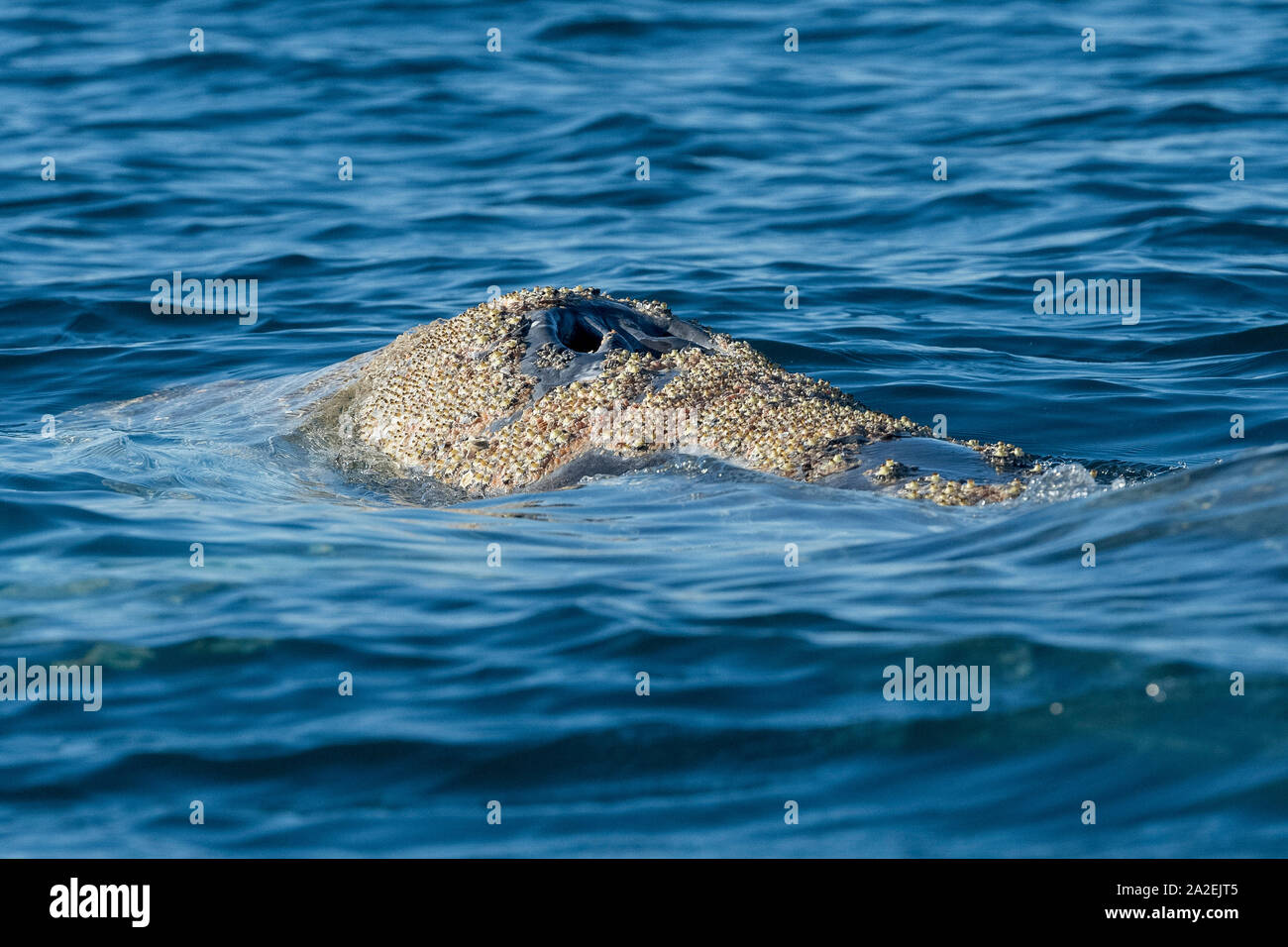 La ballena gris, Eschrichtius robustus, aspecto dorsal mostrando blowhole y característica piel moteada y ectoparasitic percebes y piojos de ballena (amphipo Foto de stock
