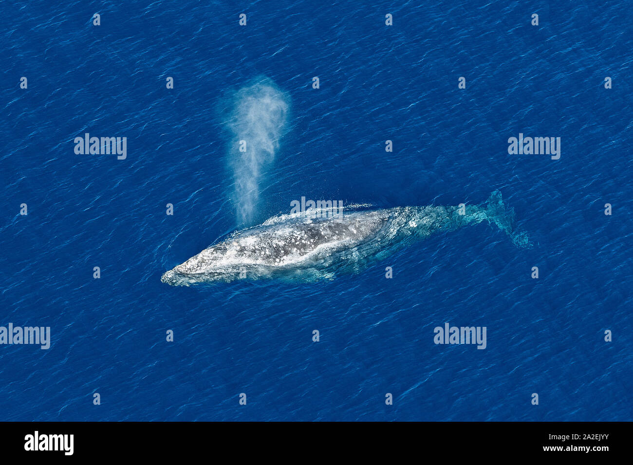 La ballena gris, Eschrichtius robustus, soplando en la superficie del océano, exhalar y respirar mientras se prepara para bucear, Encinitas, California, EE.UU., el Pacífico Oc Foto de stock