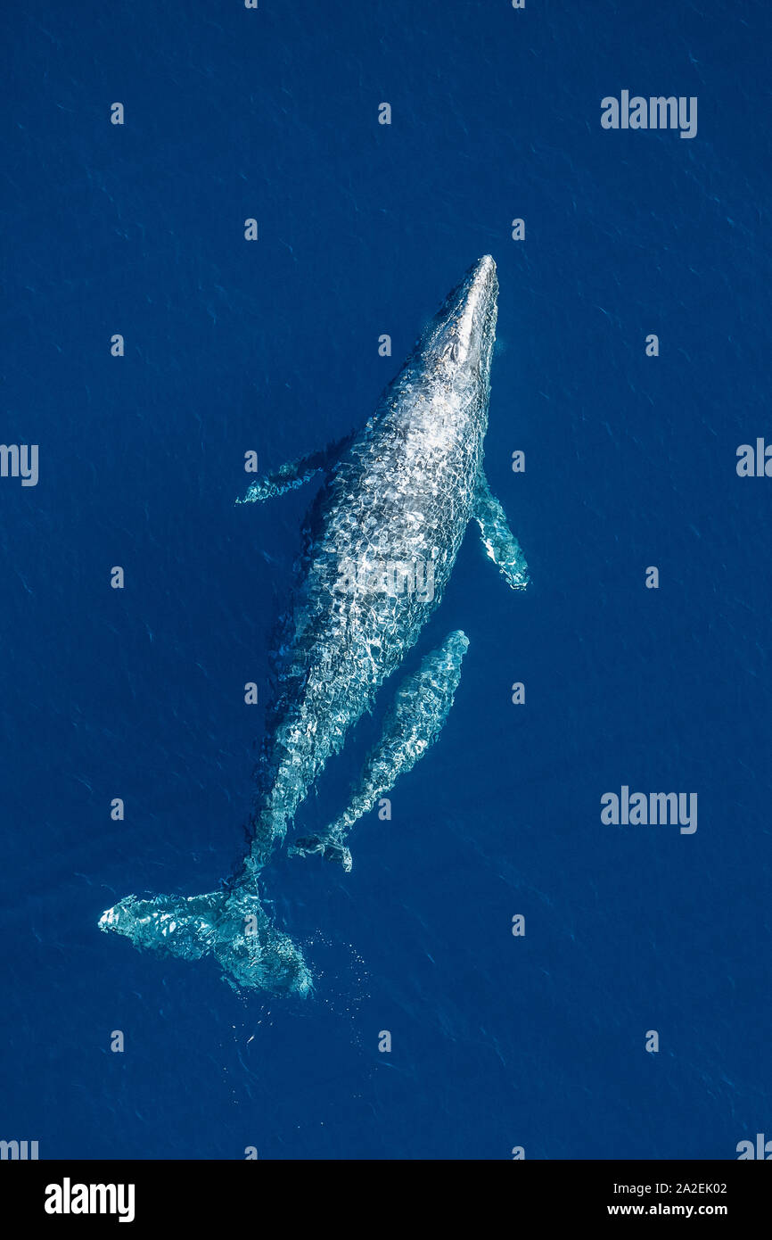 La ballena gris, Eschrichtius robustus, la madre y el ternero, offshore, cerca de la isla de San Clemente, Islas del Canal, California, EE.UU., el Océano Pacífico Foto de stock