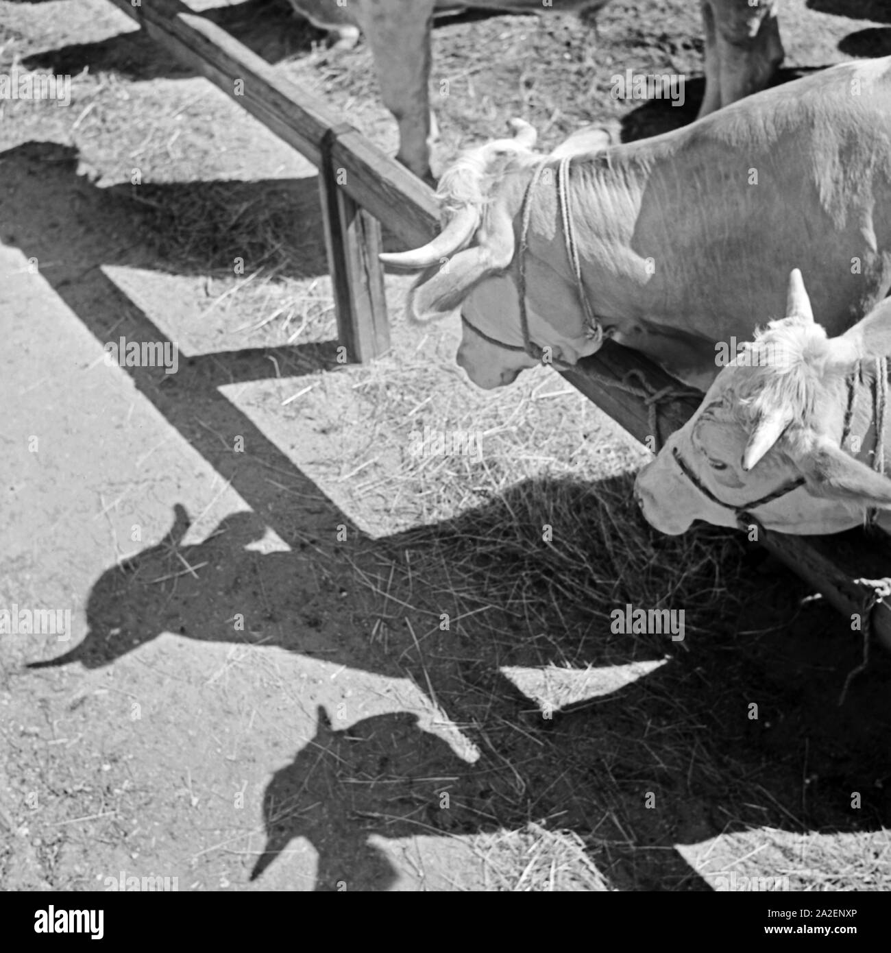 Rinder beobachten auf dem Viehmarkt ihren eigenen Schatten, Deutschland 1930er Jahre. Ganado viendo sus propias sombras, Alemania 1930. Foto de stock