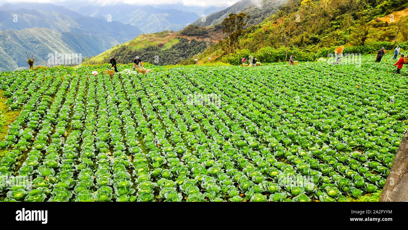 Bontoc, Mt. Provincia/PH - Febrero 27, 2014: Los agricultores cosechan las coles cultivadas en las altas montañas de Bontoc, Mt. Provincia, Filipinas Foto de stock