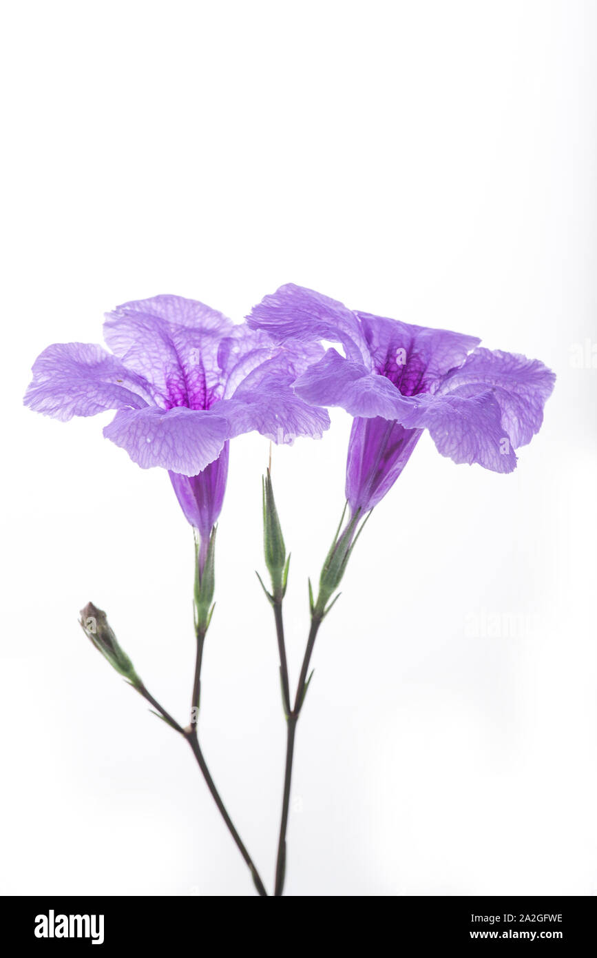 Violeta Ruellia tuberosa florales aislados sobre fondo blanco. Foto de stock