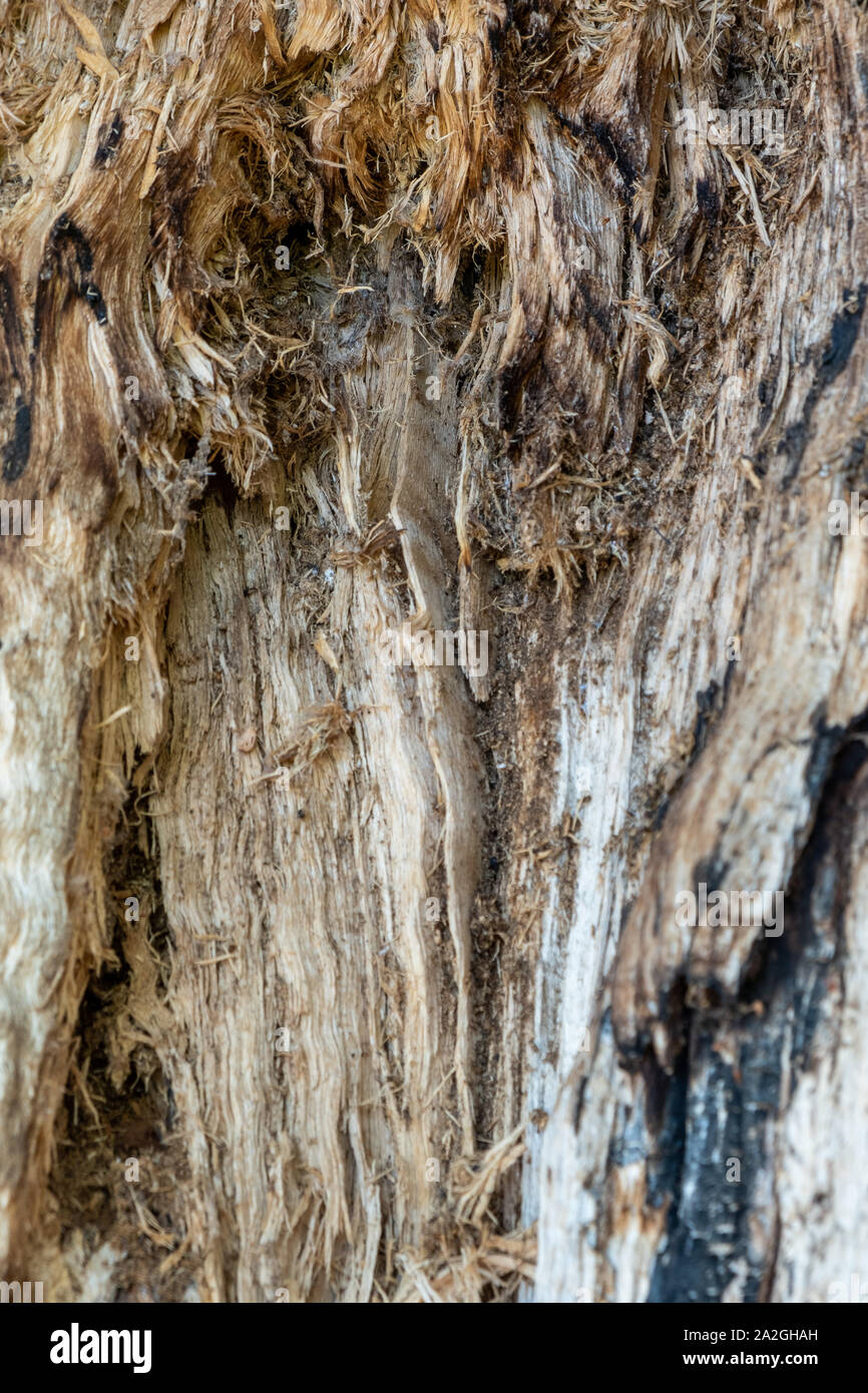 Cerca del tronco de un árbol ásperos y poca luz de otoño. Foto de stock