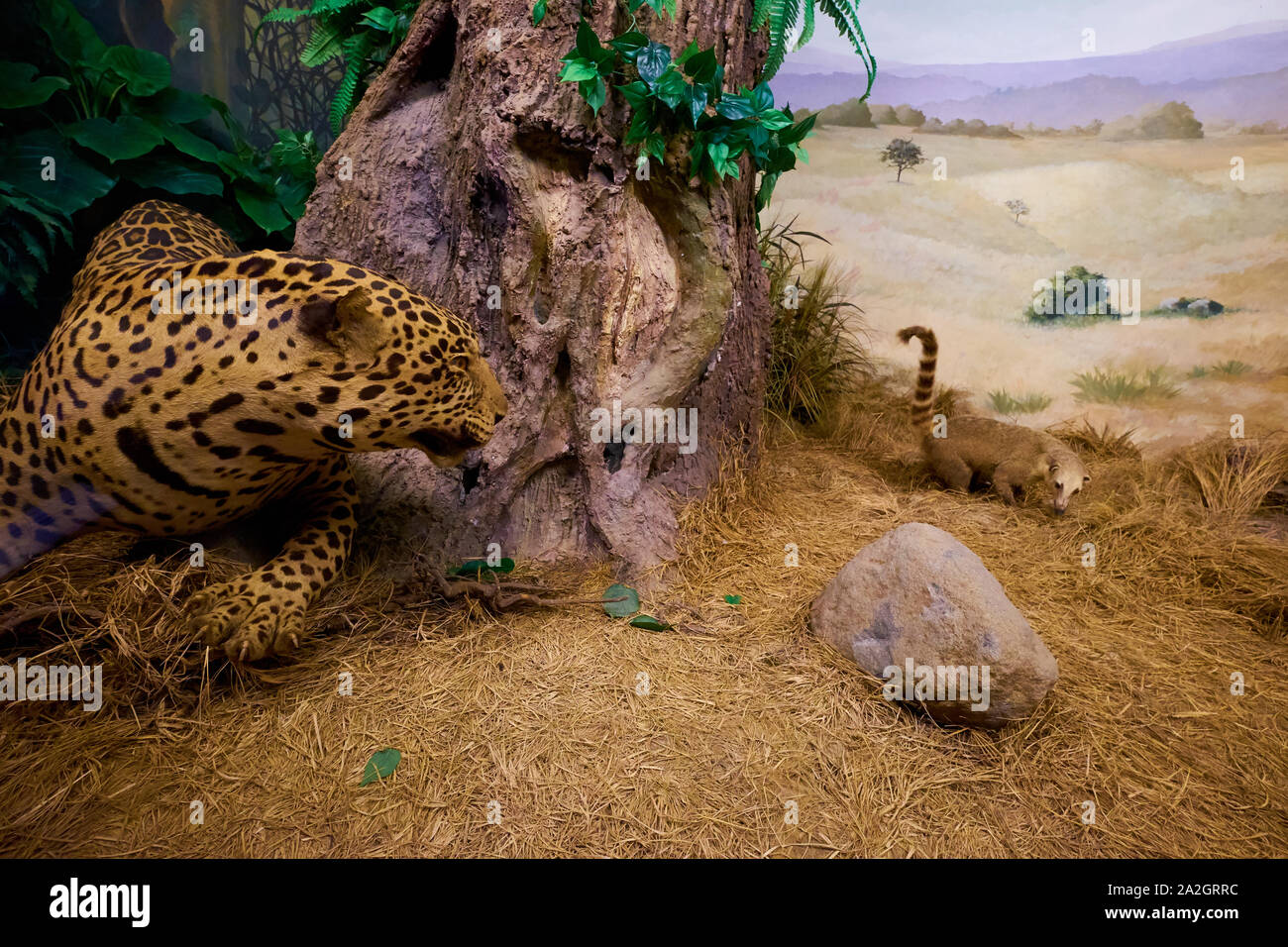 Un ejemplo de un jaguar manchado persiguiendo una mapaches taxidermia