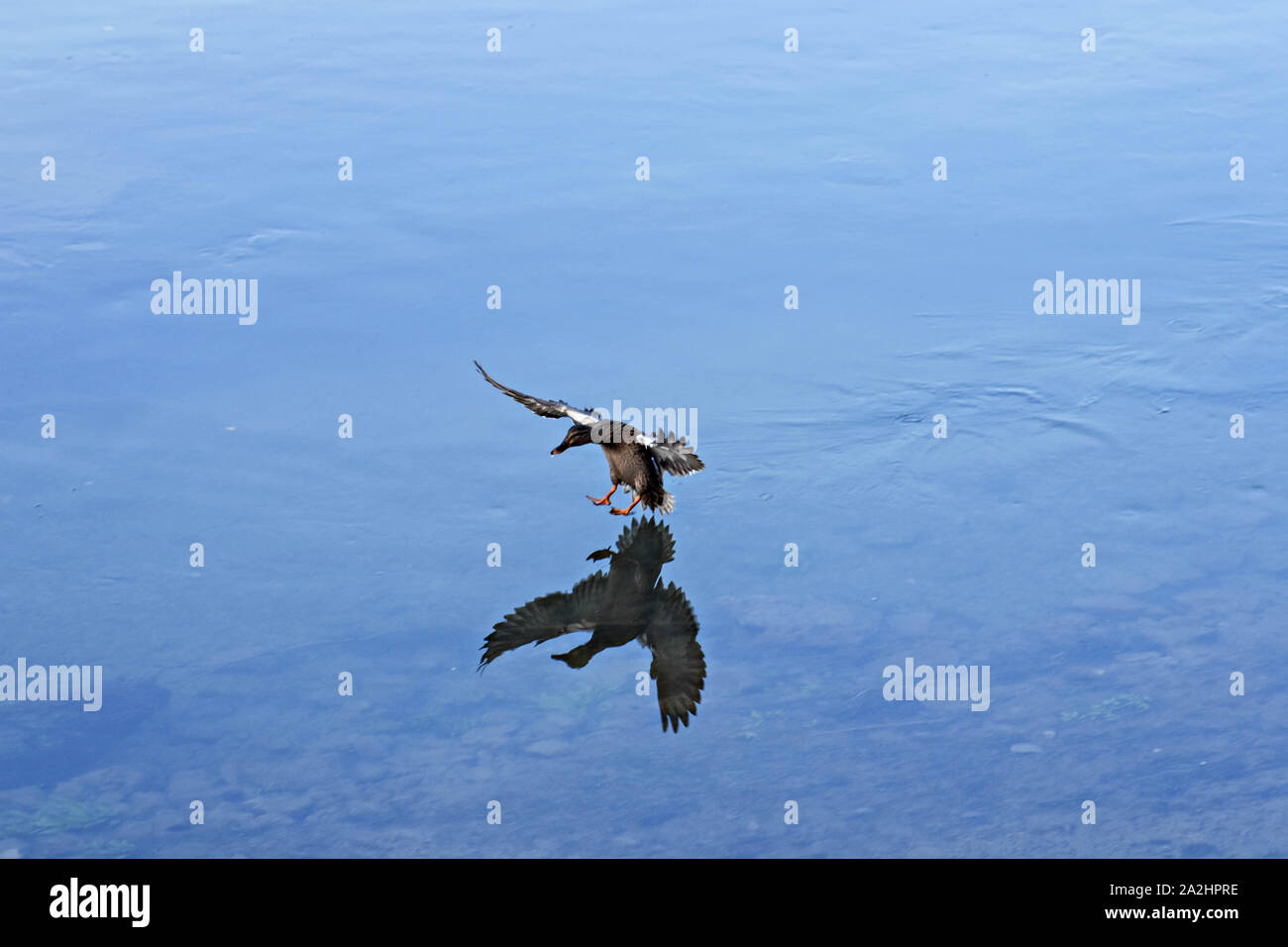 Hermoso pato silvestre aterrizar en un lago de agua clara/ Fauna fotografía de naturaleza Foto de stock