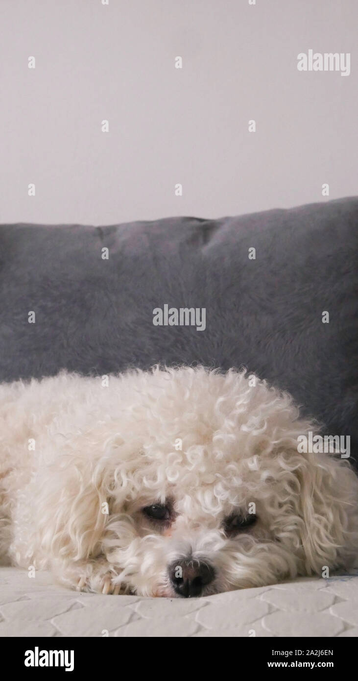 contacto objetivo blanco lechoso Retrato de una adorable sleepy Bichón Frise acostado en una cama de perro  Fotografía de stock - Alamy