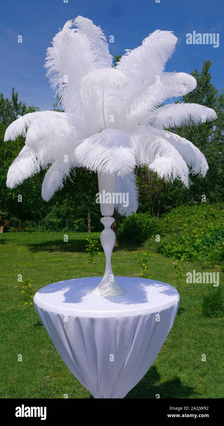 Plumas de avestruz blancas en el jarrón blanco sobre una mesa de banquete  Fotografía de stock - Alamy