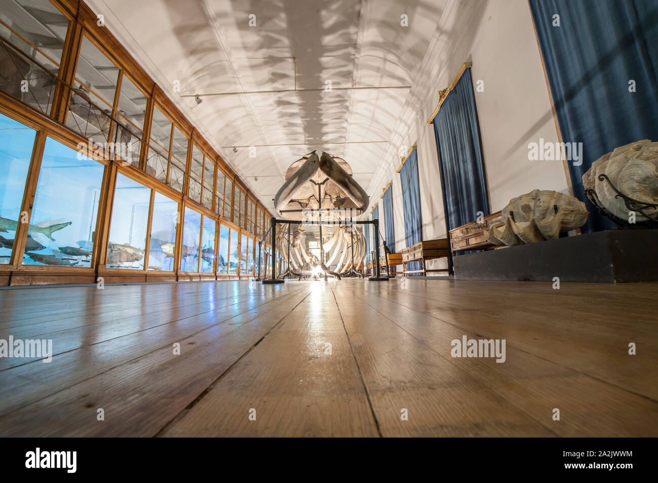 Coimbra, Portugal - Septiembre 6 de 2019: el Museo de la ciencia de la Universidad de Coimbra. Gabinete de Historia Natural. Esqueleto de ballena Foto de stock