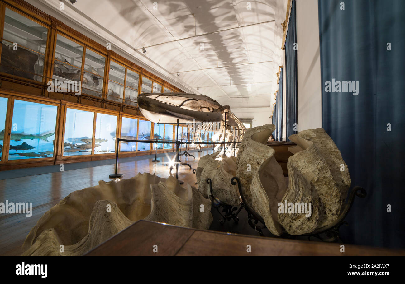 Coimbra, Portugal - Septiembre 6 de 2019: el Museo de la ciencia de la Universidad de Coimbra. Gabinete de Historia Natural. Esqueleto de ballena Foto de stock