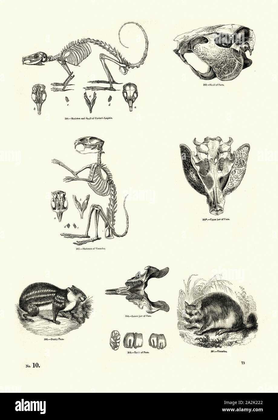 Vintage naturaleza grabado, roedores, Viscacha y Paca. Museo pictórico de la naturaleza animada, del siglo XIX. Foto de stock