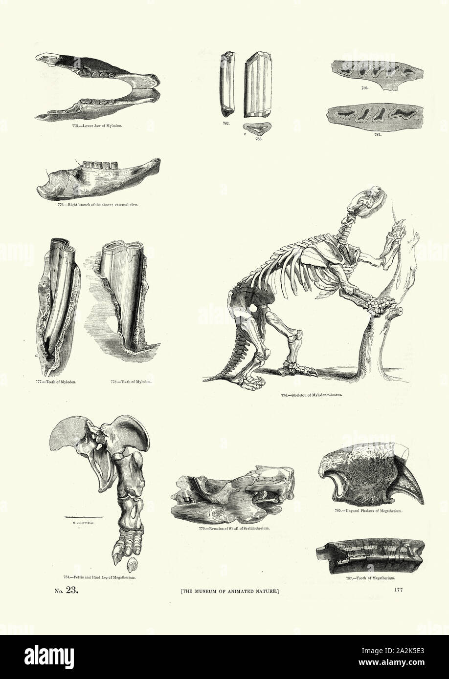 Y los huesos del esqueleto de Glossotherium, Mylodon robustus un género de Ground Sloth. (Plioceno tardío Holoceno Temprano) Foto de stock
