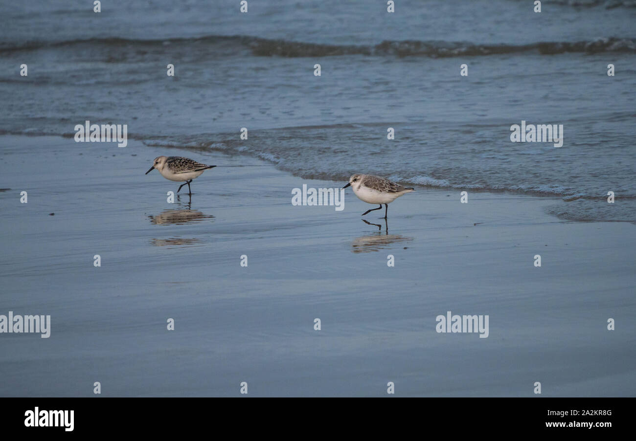 Dos pequeñas aves chorlito de playa a lo largo de la costa neerlandesa Foto de stock