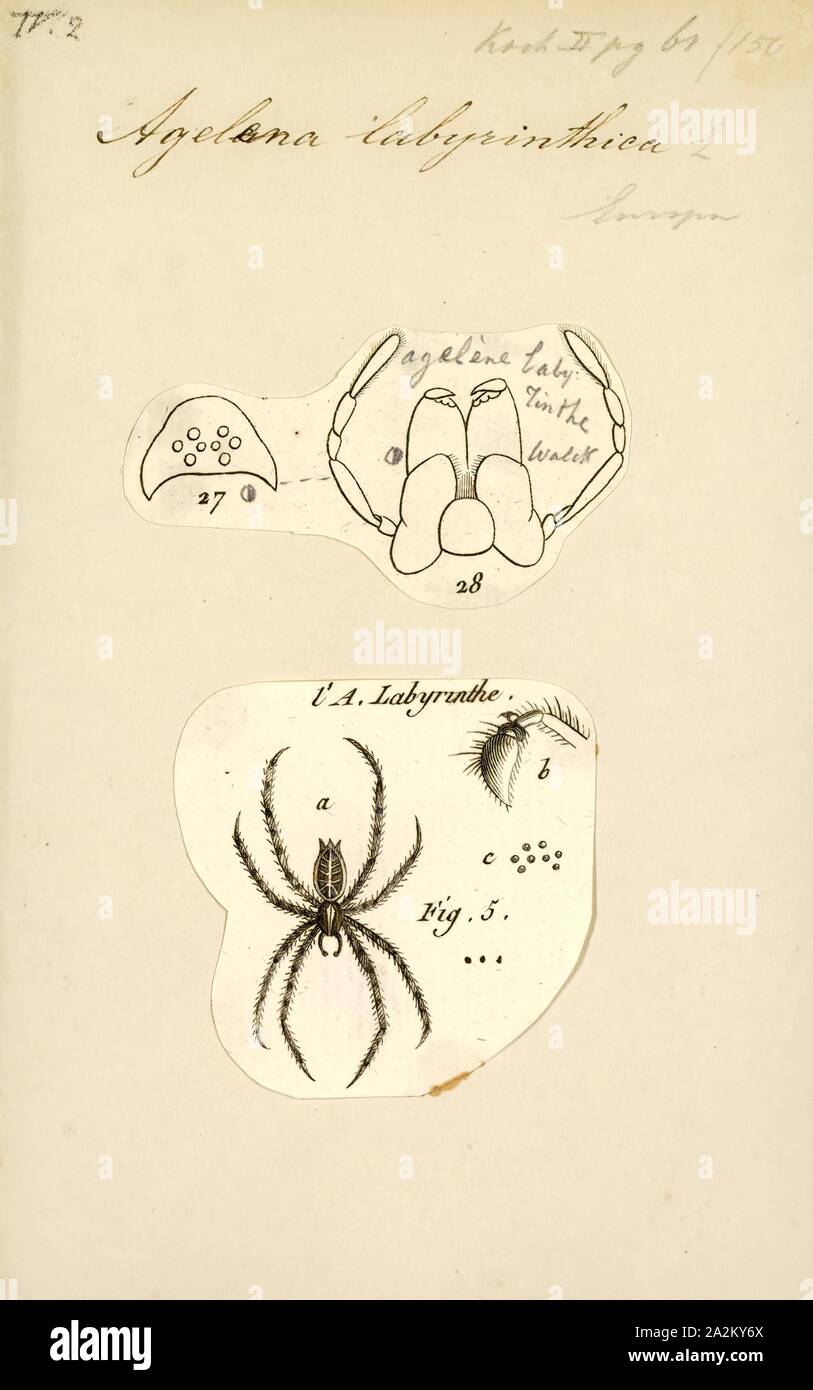 Agelena, Imprimir Agelena es un género de arañas agelenid descrito por primera vez por Charles Athanase Walckenaer en 1805. A veces se denomina Eurasia arañas de pasto, atrapan a su presa tejiendo enredando no pegajosa embudo webs. Están limitados al viejo mundo, ocurriendo desde África a Japón Foto de stock