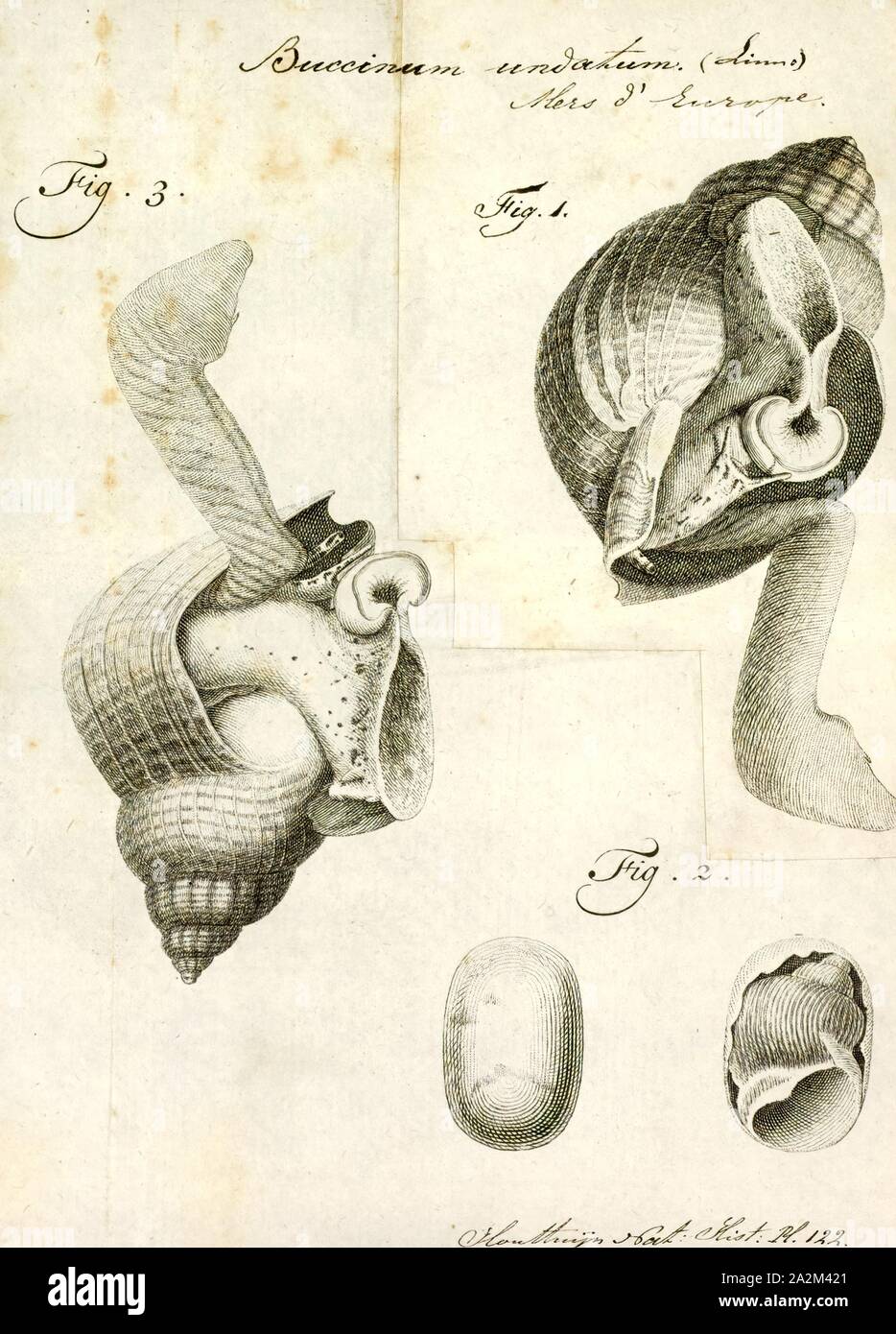 Buccinum undatum Buccinum undatum, imprimir, el buccino común o el