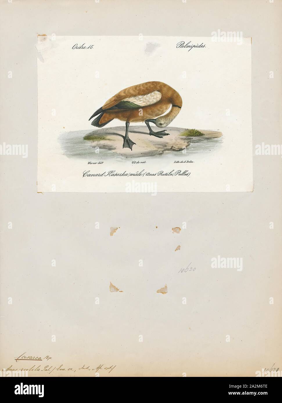 Rutila Casarca, imprimir el ruddy shelduck (Tadorna ferruginea), conocido en la India como los patos Brahminy, es un miembro de la familia Anatidae. Es un distintivo de aves acuáticas, de 58 a 70 cm (23 a 28 pulgadas) de longitud con una envergadura de 110 a 135 cm (43 a 53). Tiene plumaje corporal naranja-marrón pálido con una cabeza, mientras que la cola y las plumas de vuelo en las alas son de color negro, que contrastan con el blanco de ala cobertoras. Es un ave migratoria, invernando en el subcontinente indio y la cría en el sureste de Europa y Asia central, aunque hay pequeñas poblaciones residentes en el norte de África. Tiene un fuerte Foto de stock