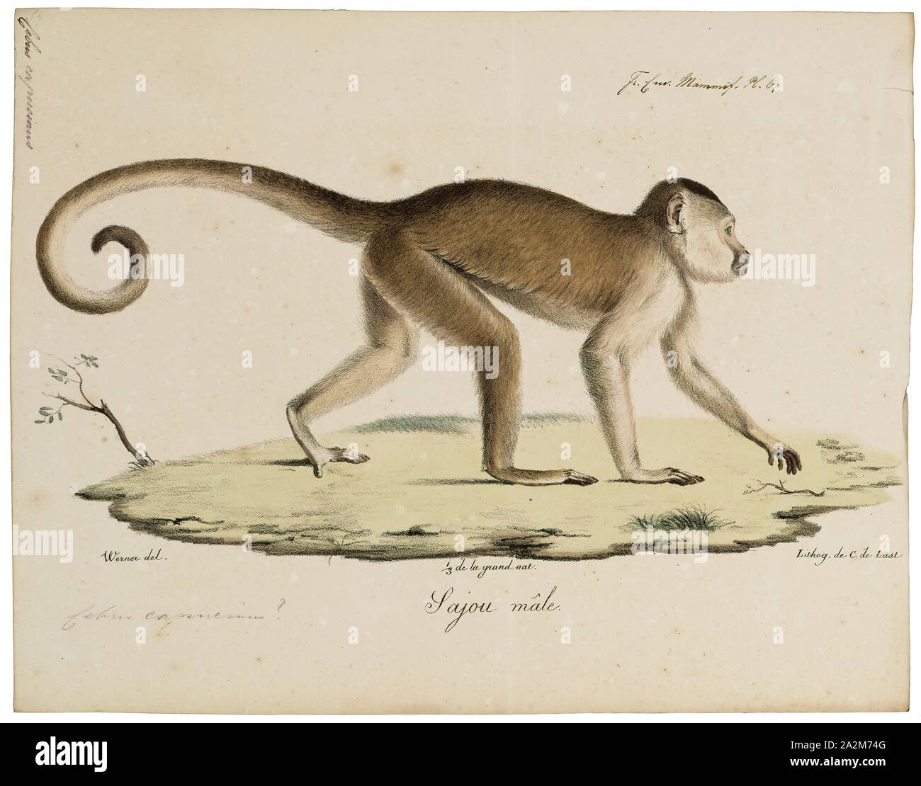 Cebus capucinus, imprimir el colombiano capuchino cara blanca (Cebus capucinus), también conocida como la colombiana capuchino de cabeza blanca o white-throated colombiano capuchinos, es un nuevo mundo de tamaño mediano de la familia Cebidae monos, subfamilia Cebinae. Es nativo de la extrema parte oriental de Panamá y el extremo norte-occidental de América del Sur, en el oeste de Colombia y noroeste de Ecuador, 1818-1842. Foto de stock