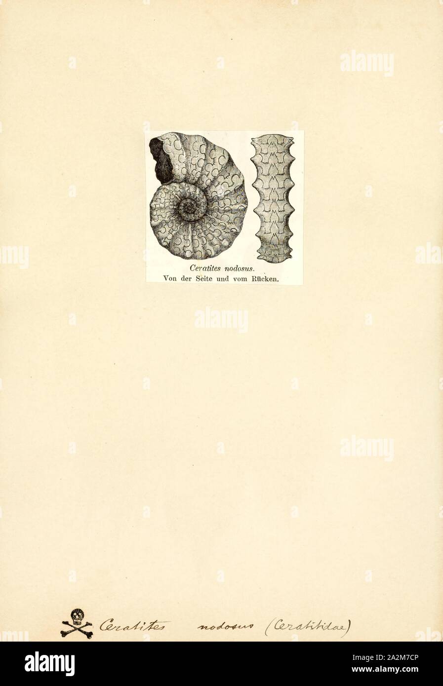 Ceratites nodosus, Imprimir Ceratites es un género extinto de ammonites de cefalópodos. Estos carnívoros nektonic vivió en los hábitats marinos en lo que ahora es Europa, Asia y América del Norte, durante el Triásico, desde Anisian Ladinian a la edad Foto de stock