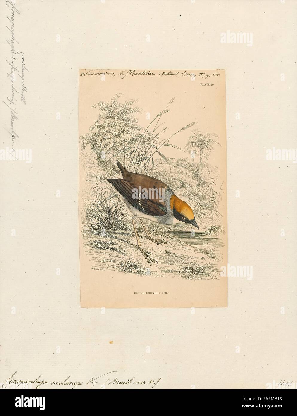 Conopophaga melanops, imprimir el black-cheeked gnateater (Conopophaga melanops) es una especie de ave en la familia Conopophagidae endémico en Brasil. El macho se distingue por la corona naranja, negro y blanco en la garganta, mientras que el femenino tiene plumaje pardo, 1838. Foto de stock