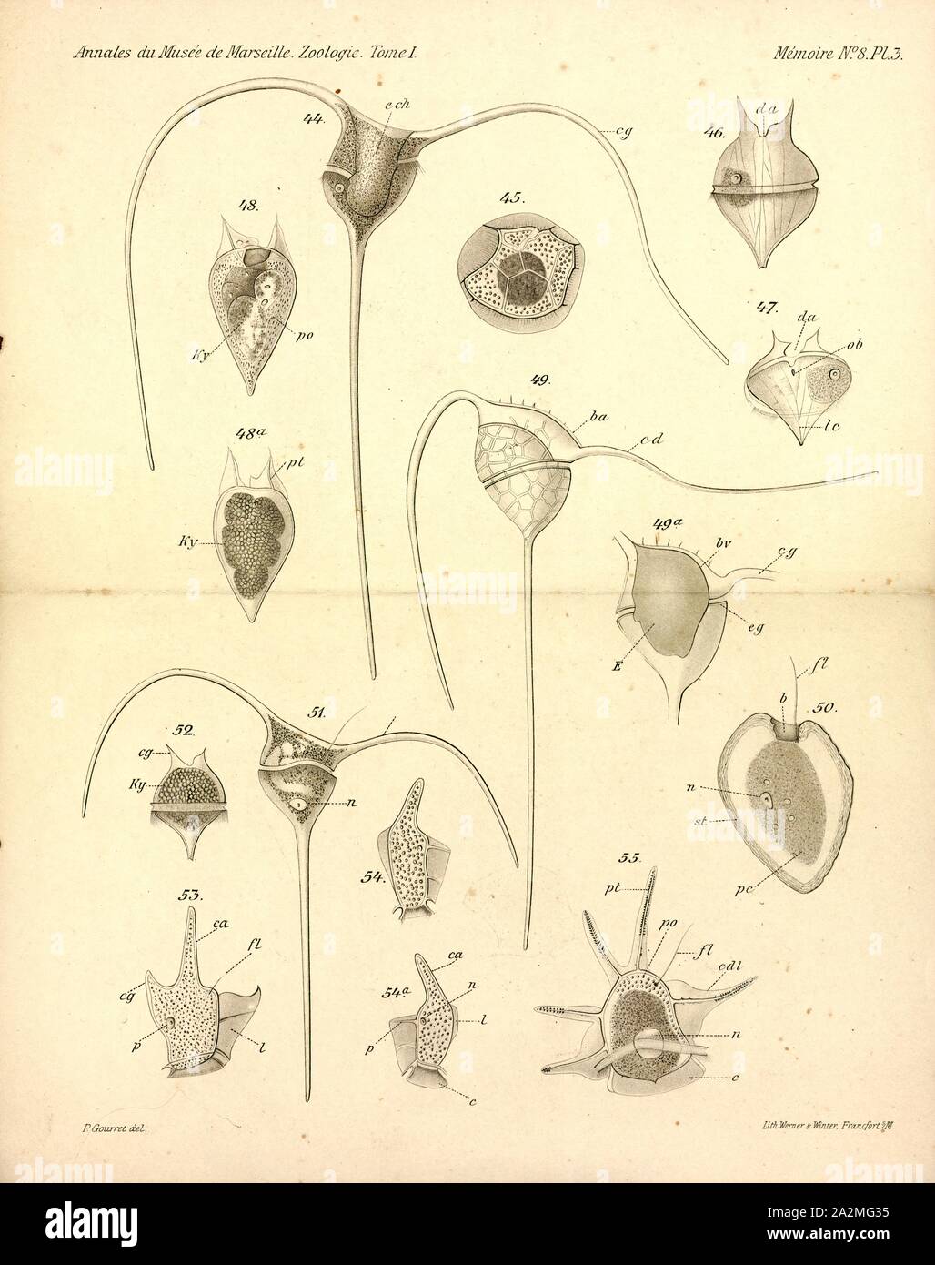 Dinophysis allieri, Imprimir Dinophysis es un género de dinoflagelados común en las zonas tropicales, templadas, las aguas costeras y oceánicas. Fue descrita por primera vez en 1839 por Christian Gottfried Ehrenberg Foto de stock