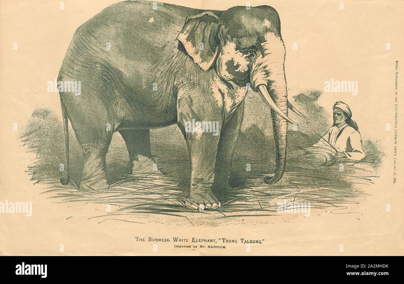Elephas indicus, Impresión, Elephas es uno de los dos géneros de la familia sobreviviente de los elefantes, Los Elephantidae, con una especie superviviente, el elefante asiático, Elephas maximus., 1884 Foto de stock