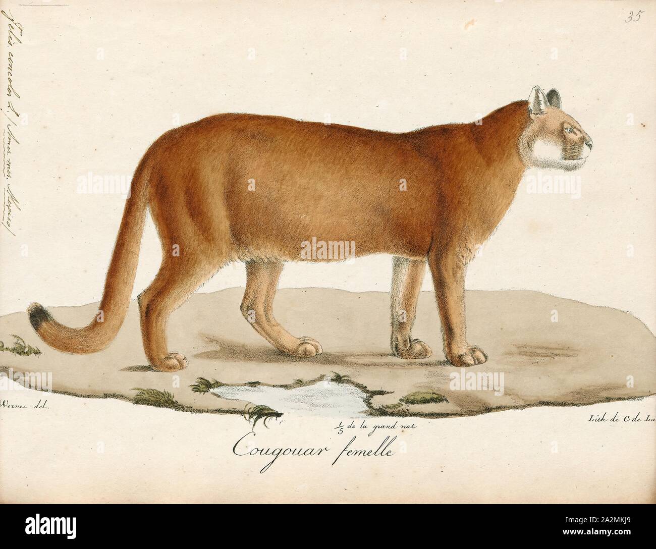 Felis concolor, imprimir, el puma (Puma concolor), también conocido por  otros nombres, entre ellos el león de montaña, Pantera, puma y catamount,  es un grande de la subfamilia Felinae felid nativas de