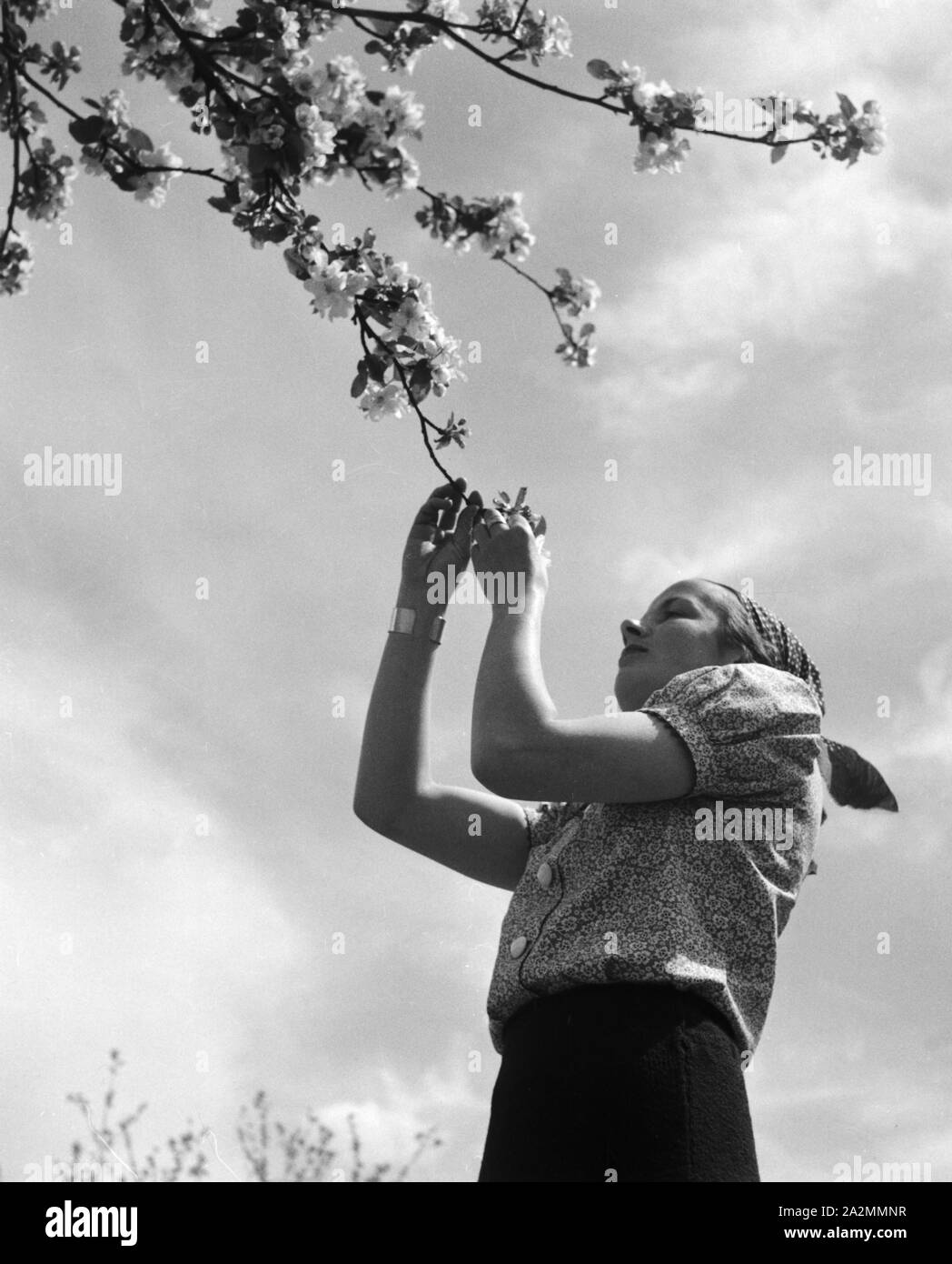 Eine junge Frau spielt mit den Blüten eines Baumes, Deutschland 1930er Jahre. Una mujer joven jugando con las flores de un árbol, Alemania 1930. Foto de stock