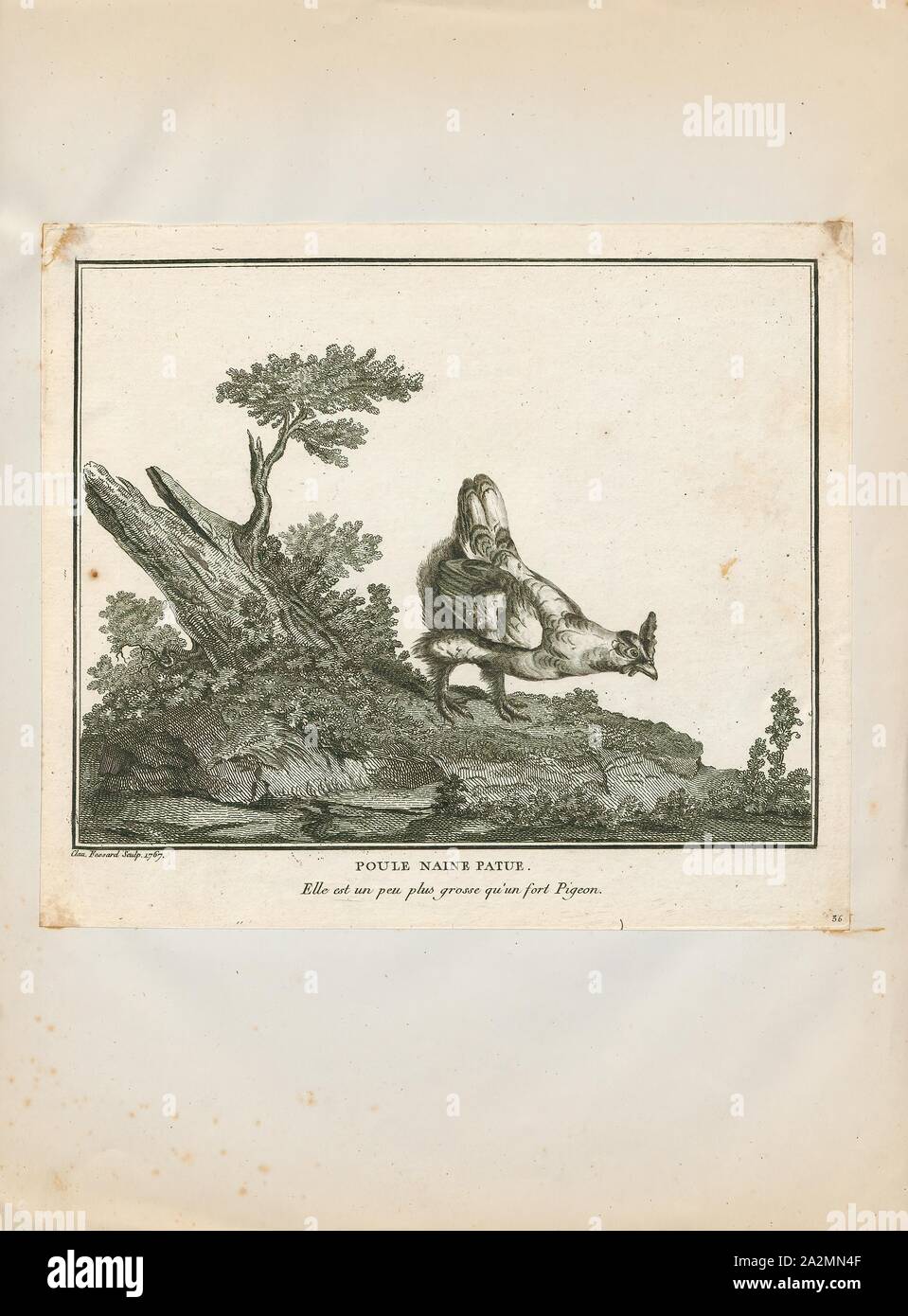 Gallus ferrugineus, Impresión, 1767 Foto de stock