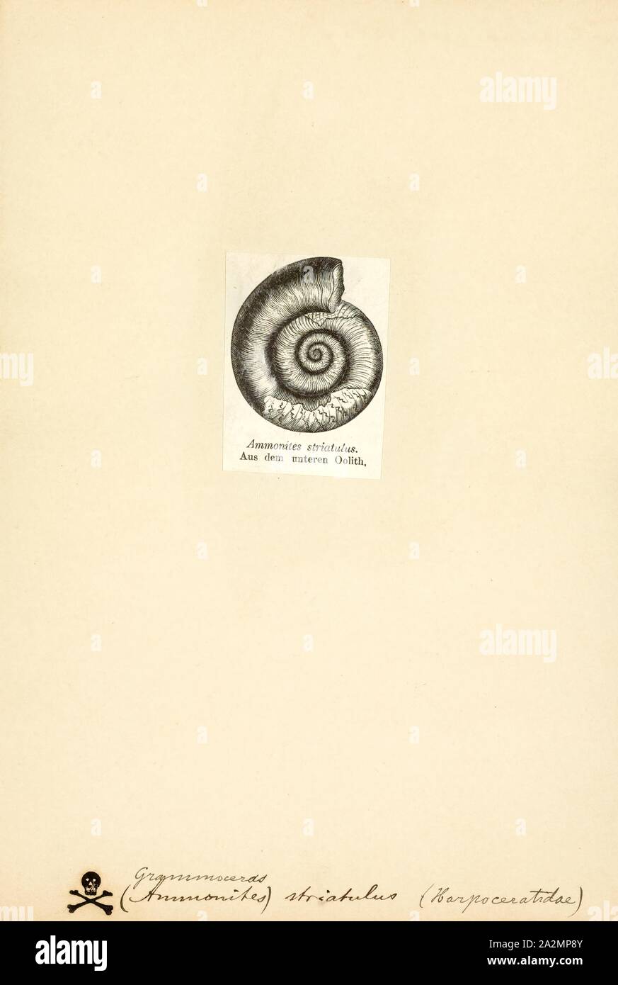 Grammoceras striatus, Imprimir Grammoceras es un género extinto de ammonites encontrados en Yorks Ravenscar, Inglaterra, del período jurásico de sedimentos. Su distribución global es bastante en todo el mundo Foto de stock