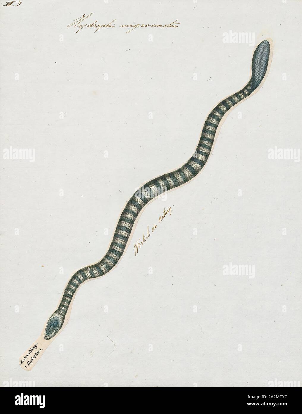 Hydrophis nigrocinctus, Imprimir Hydrophis nigrocinctus es una especies de serpientes venenosas Elapidae (Hydrophiinae-serpiente de mar). Distribución: Océano Índico: la India, Bangladesh, Sri Lanka, Myanmar (= Birmania), Tailandia, Malasia, 1700-1880. Foto de stock
