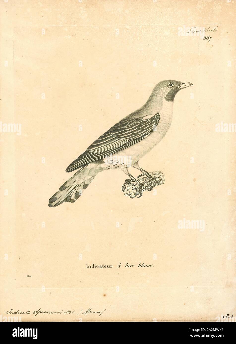 Indicador sparrmanni, Impresión, 1700-1880 Foto de stock
