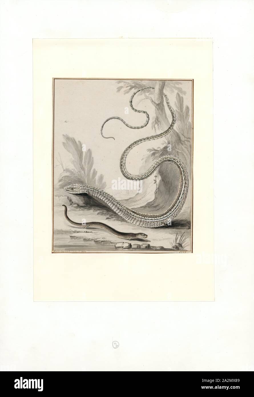 Lacerta anguina, Impresión, 1767 Foto de stock