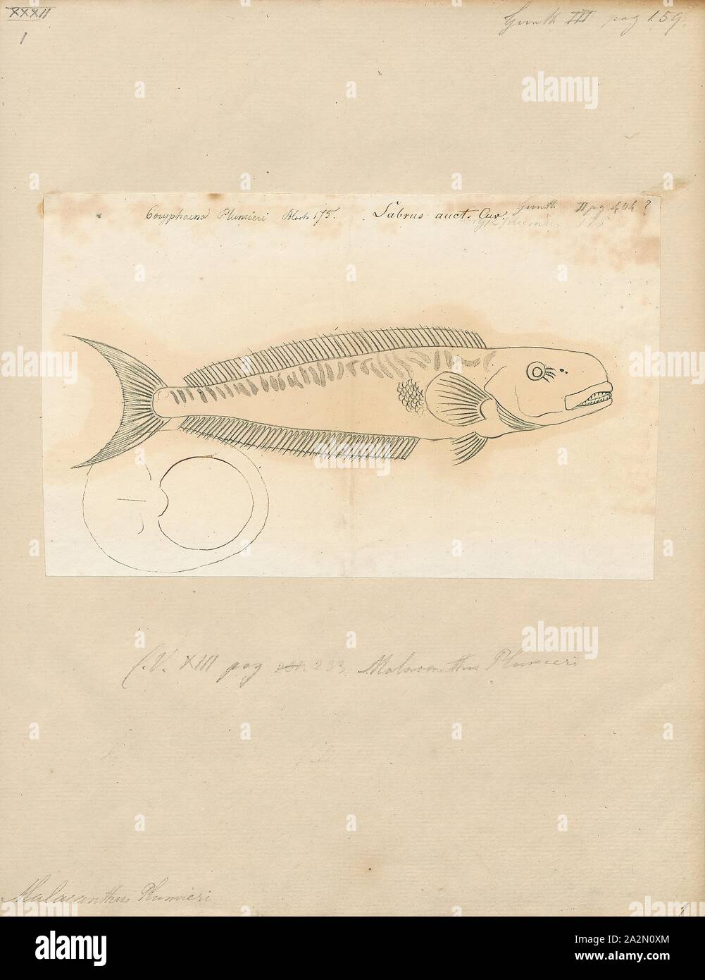 Pez Malacanthus plumieri, Impresión, arena blanquillo, 1700-1880 Foto de stock