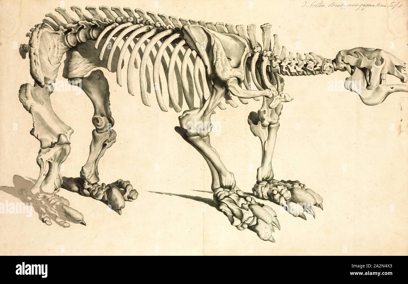 Megatherium cuvierii, Impresión, Megatherium fue un género de perezosos de tierra de tamaño elefante endémica de América del Sur, a veces llamado el gigante Ground Sloth, que vivió desde el Plioceno hasta el final del Pleistoceno.Sólo unos pocos otros mamíferos terrestres igualado o superado Megatherium en tamaño, como grandes proboscideans (por ejemplo, los elefantes y los rinocerontes gigantes Paraceratherium. Megatherium fue descubierto en 1788 en la ribera del río Luján en Argentina, el holotipo fue enviada a España el año siguiente en el cual atrajo la atención de los distinguidos paleontólogo Foto de stock