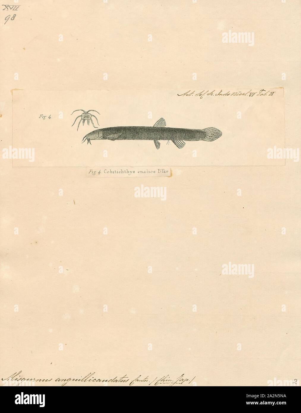 Misgurnus anguillicaudatus, imprimir el estanque loach (Misgurnus