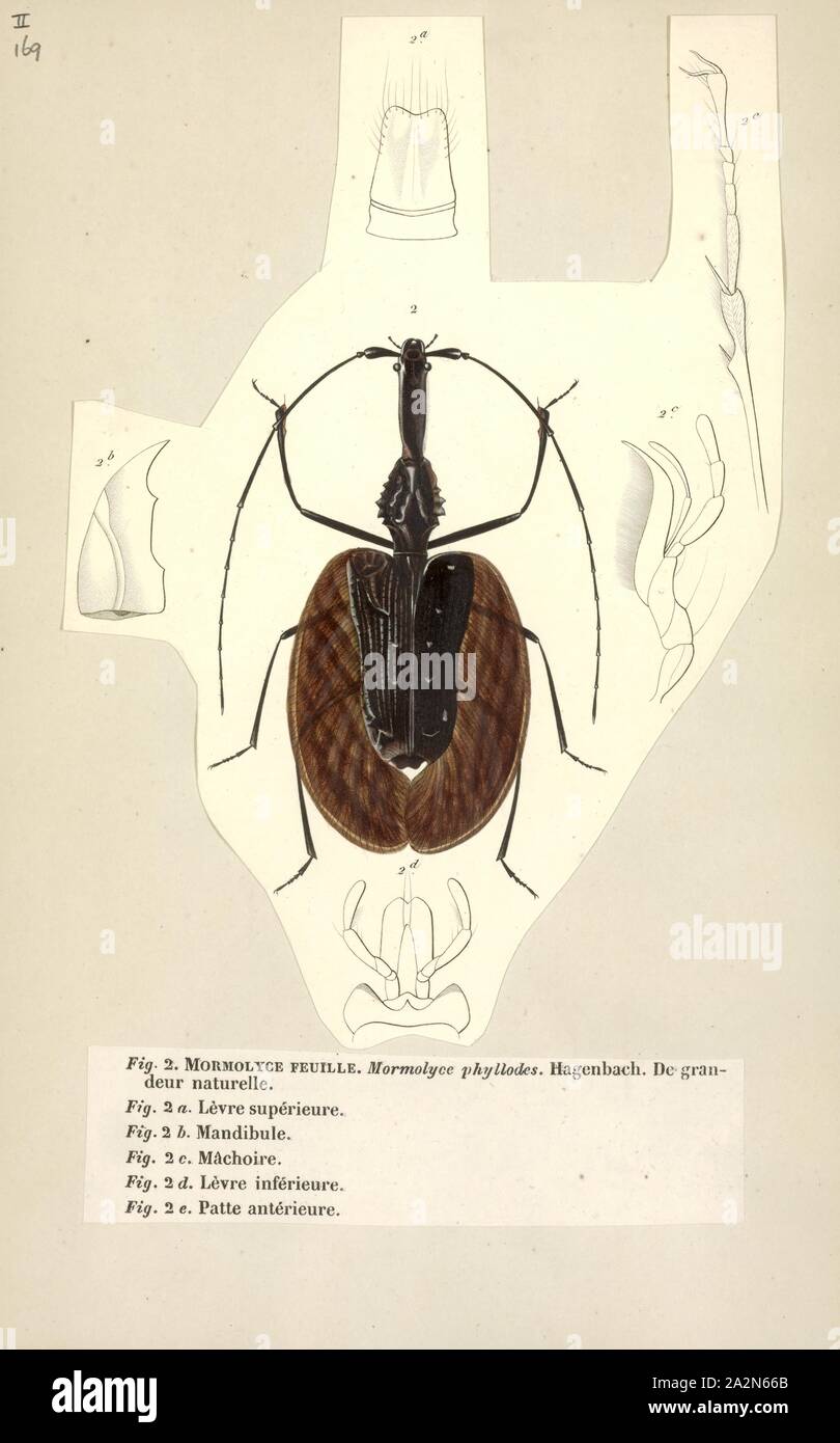Mormolyce, Impresión, violín o banjo escarabajos los escarabajos son los escarabajos de la subfamilia Lebiinae. Todos poseen distintivo en forma de violín ï¿½itros y vivir entre las capas del soporte hongos Foto de stock