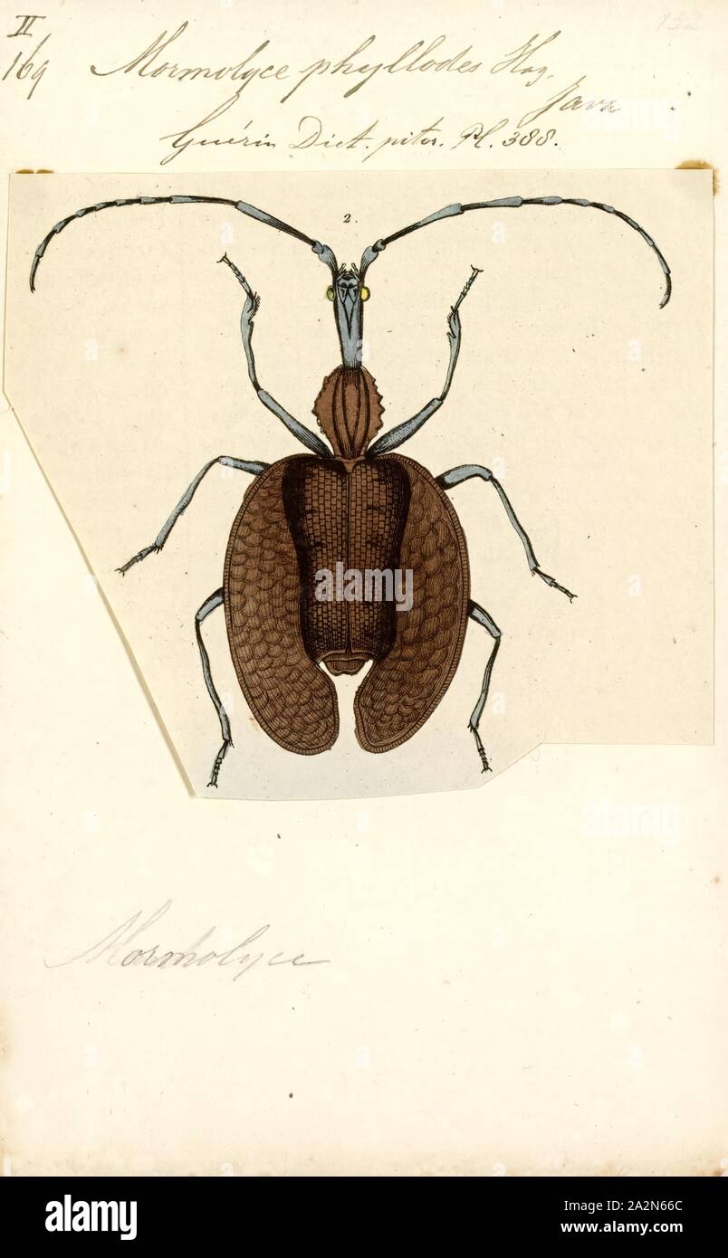 Mormolyce, Impresión, violín o banjo escarabajos los escarabajos son los escarabajos de la subfamilia Lebiinae. Todos poseen distintivo en forma de violín ï¿½itros y vivir entre las capas del soporte hongos Foto de stock