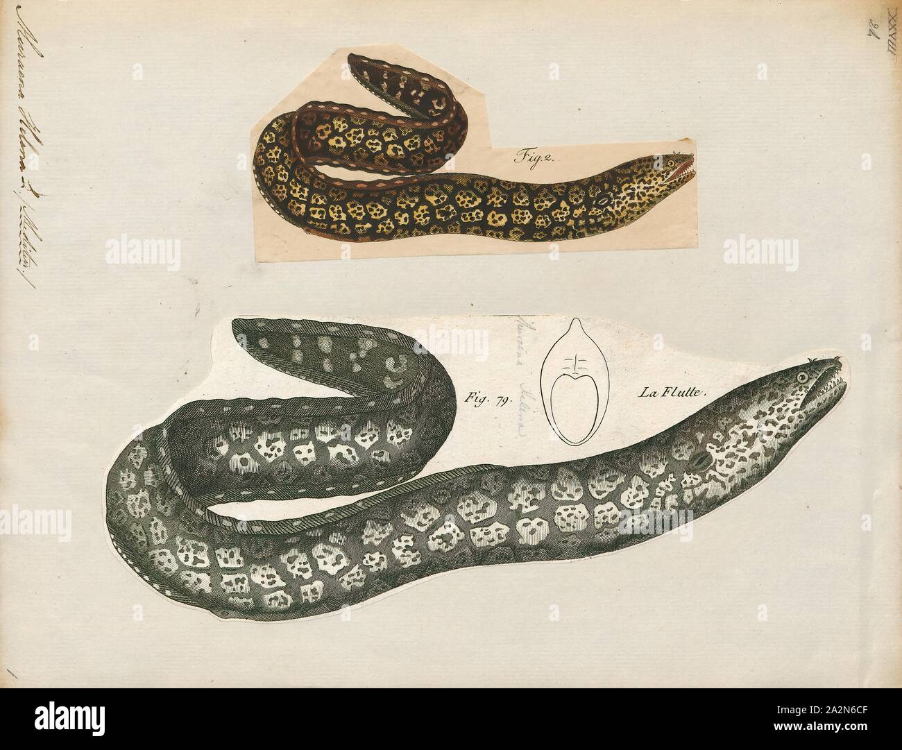 Muraena Helena Imprimir El Mediterraneo Moray A Veces Tambien Llamado Romano Anguila زريمباية Muraena Helena Es Un Pez De La Familia De Anguilas Moray Tiene Una Larga Eel Como Cuerpo Y Se Encuentra