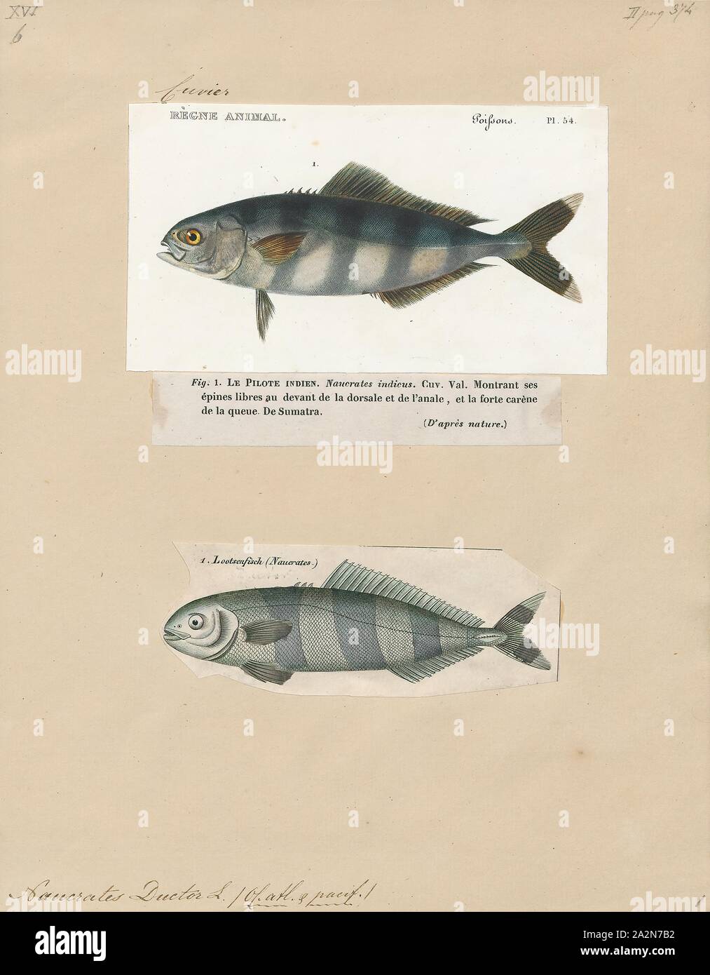 Naucrates ductor, imprimir el pez piloto (Naucrates ductor) es un pez carnívoro de la familia de jureles, o jackfish, Carangidae. Está ampliamente distribuida y vive en los mares abiertos o tropical cálido, 1700-1880. Foto de stock