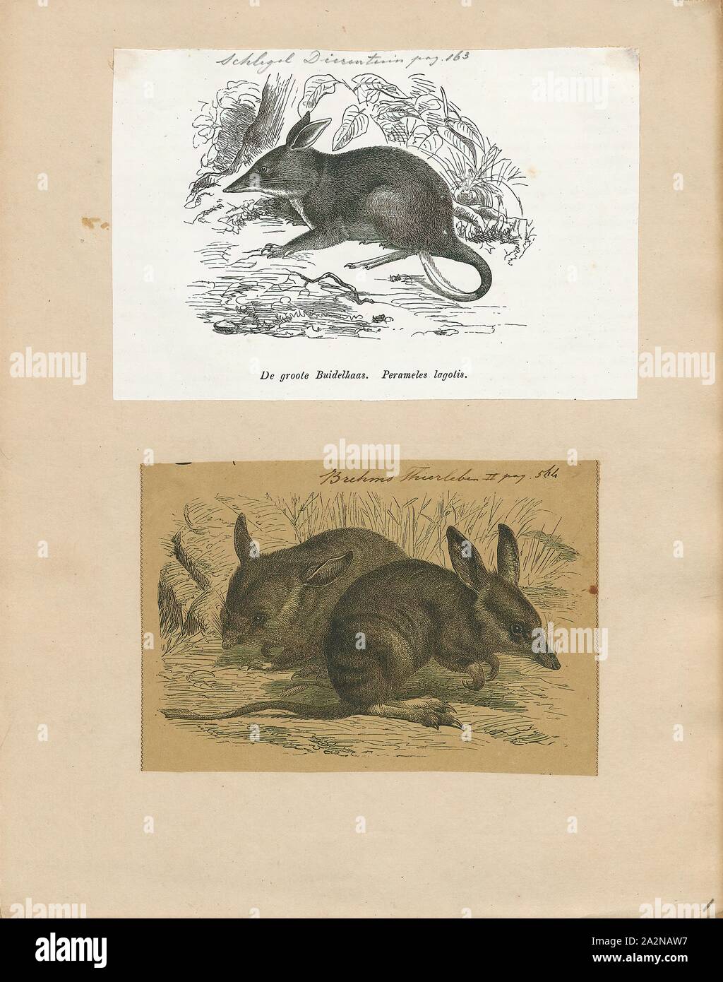 Perameles lagotis, Imprimir Perameles es un género de marsupiales del orden Peramelemorphia, 1700-1880. Foto de stock