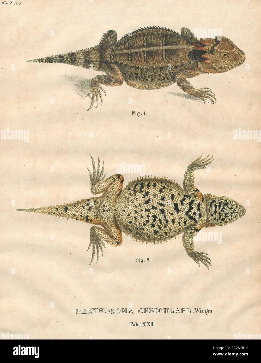 Phrynosoma orbiculare, imprimir el Altiplano Mexicano lagarto cornudo
