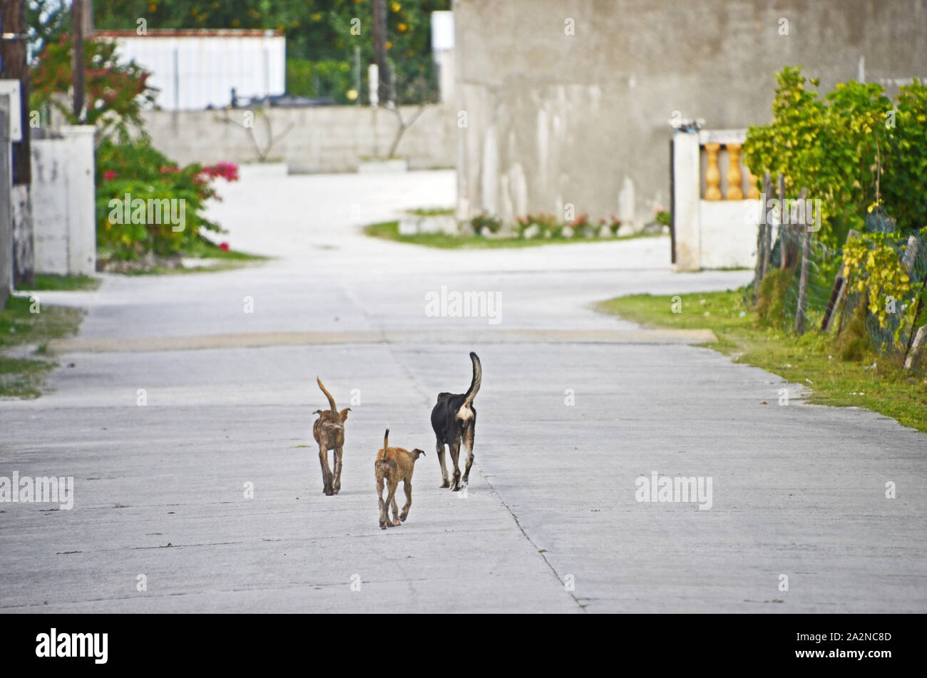 Los perros callejeros caminar por una calle de ANAA Atolón, Polinesia  Francesa Fotografía de stock - Alamy