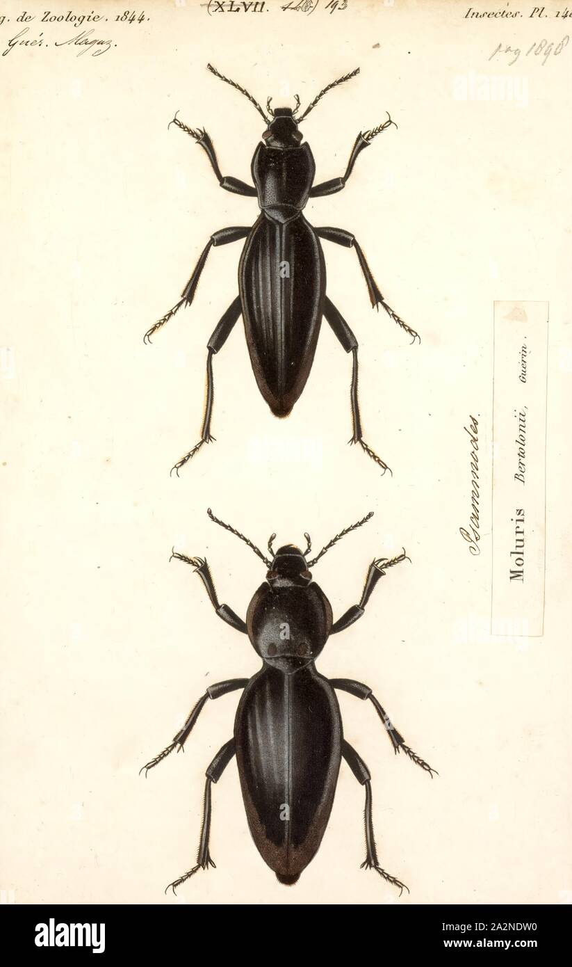 Psammodes, imprimir el Tok-tok escarabajos (género Psammodes) son de tierra morada, Afrotropical escarabajos en la familia Tenebrionidae. Son robustos en forma y típicamente rufo oscuro o negro en color. Promedio de aproximadamente 2,6 cm de longitud corporal, pero el husillo (P. bertolonii toktokkie) tiene una forma del cuerpo elongado y mide 5,3 cm, mientras que P. sulcicollis alcanza de 6 a 8 cm, y es el más grande en el mundo Tenebrionid. Como el género Dichtha relacionados, los adultos toca un ritmo sobre el terreno para atraer y localizar compañeros. Los hábitats son variados, desde bosques costeros de crestas, koppies, woodland y desert Foto de stock