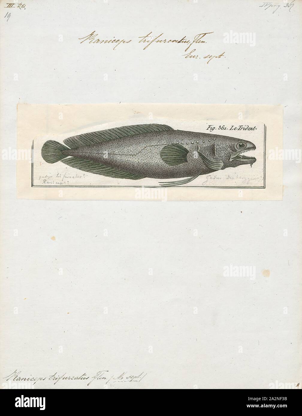 Raniceps trifurcus, Imprimir Raniceps raninus, el tadpole pescado (Raniceps raninus) es una especie de peces Gadidae nativo del noreste del Océano Atlántico alrededor de las costas de Francia, Irlanda y el Reino Unido y en el Mar del Norte. Esta especie crece hasta una longitud total de 27,5 cm (10,8 pulg.). Es de ninguna importancia para la industria pesquera comercial, aunque se pueden encontrar en el comercio de acuarios y que se muestran en acuarios públicos, 1788. Foto de stock